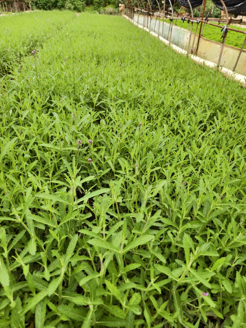 马鞭草