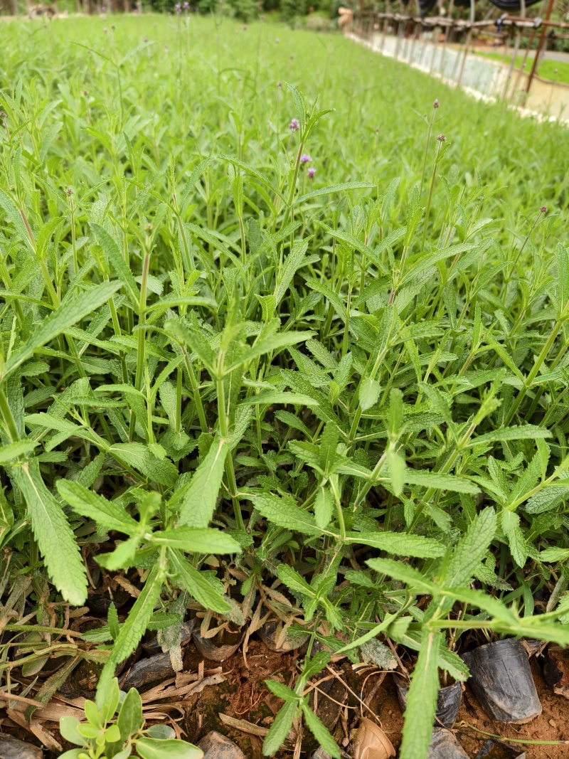 马鞭草