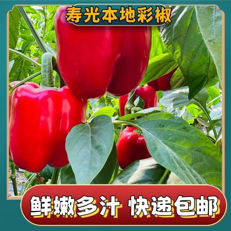 山东寿光五彩椒产地直供支持商超批发市场档口欢迎采购