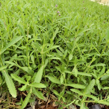 马鞭草
