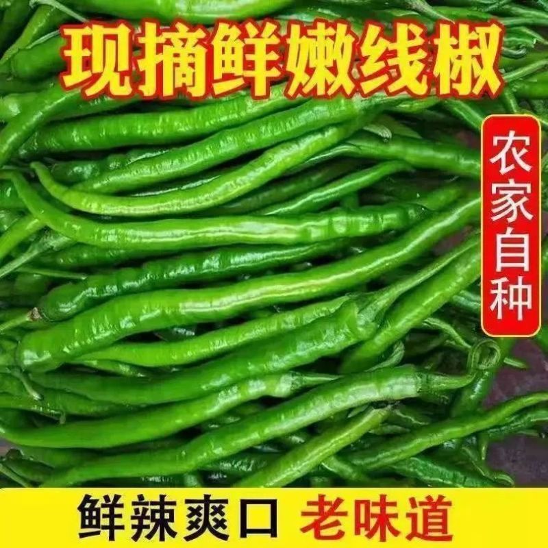 线椒黄线黑线产地直供支持商超批发市场档口欢迎采购8号3号