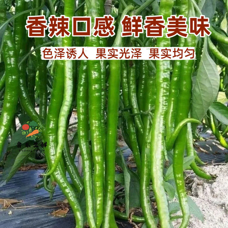 线椒黄线黑线产地直供支持商超批发市场档口欢迎采购8号3号