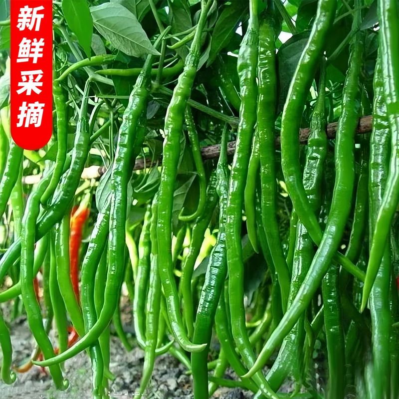 线椒黄线黑线产地直供支持商超批发市场档口欢迎采购8号3号