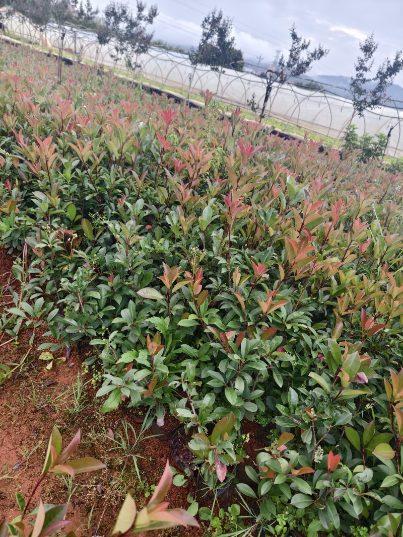 红叶石楠