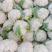 精品小米粒松花菜，支持全国代发，一年四季不断货