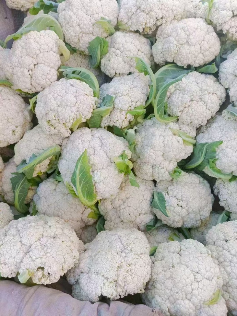 精品小米粒松花菜，支持全国代发，一年四季不断货