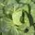 济宁甘蓝刚白菜绿苞菜大量上市