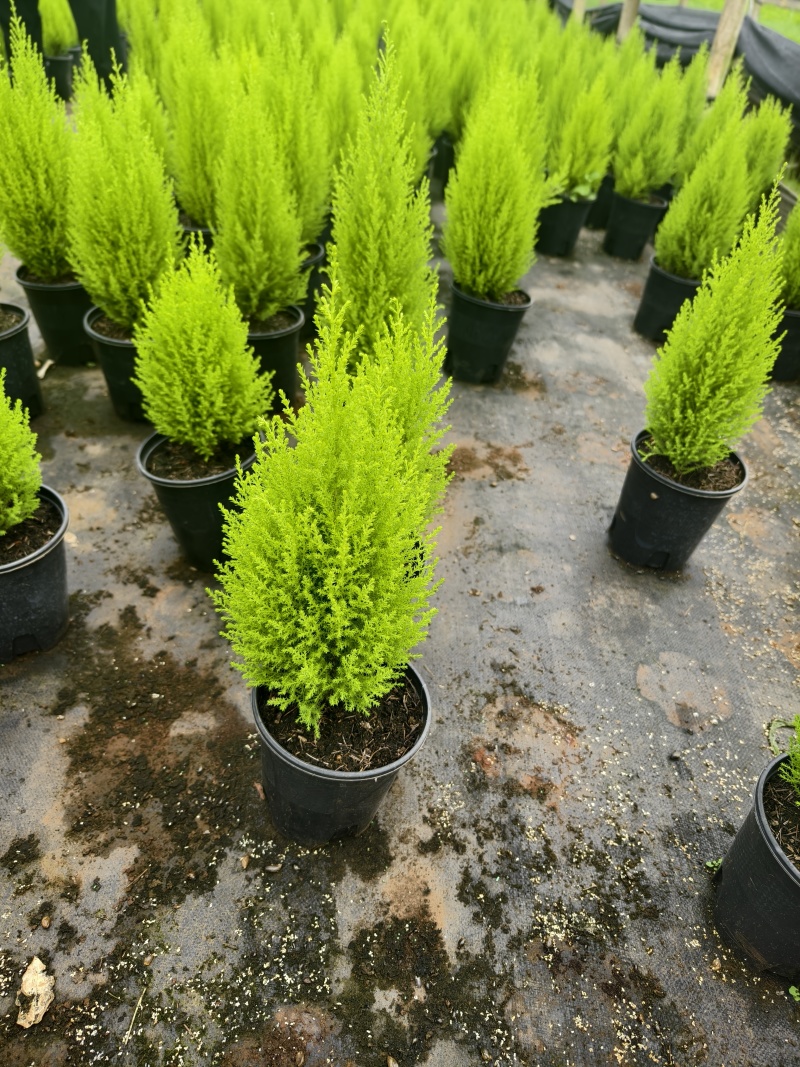 香松
