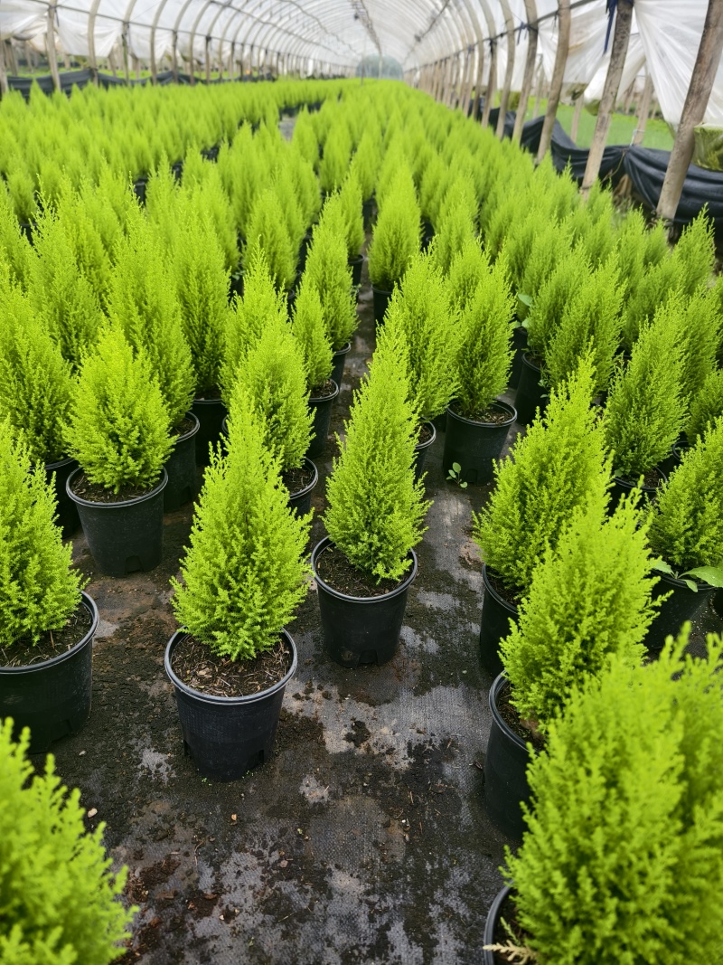香松