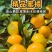 国庆一号蜜橘对接各大市场电商进出口品质保证