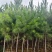 湿地松