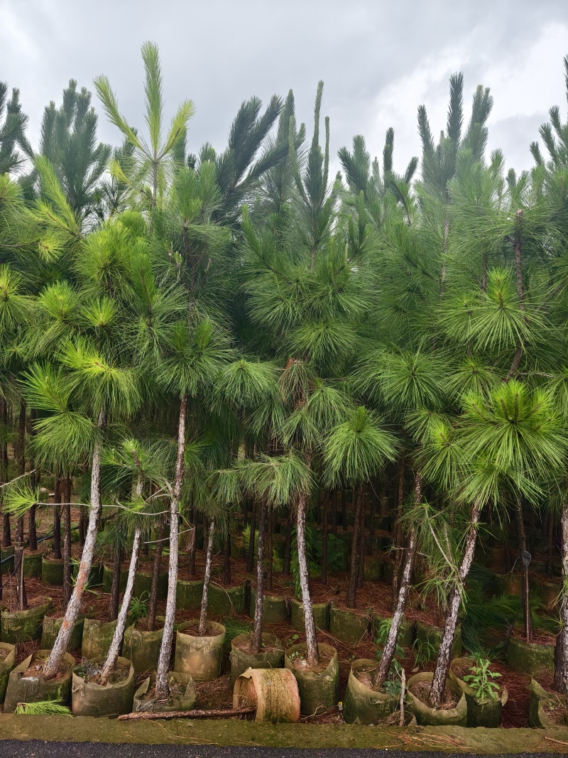 湿地松