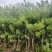 华山松