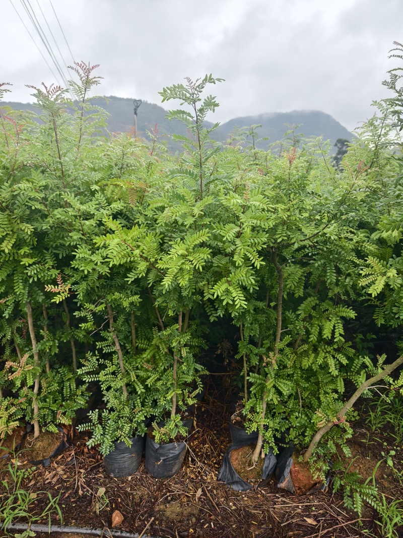 清香木