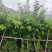 清香木