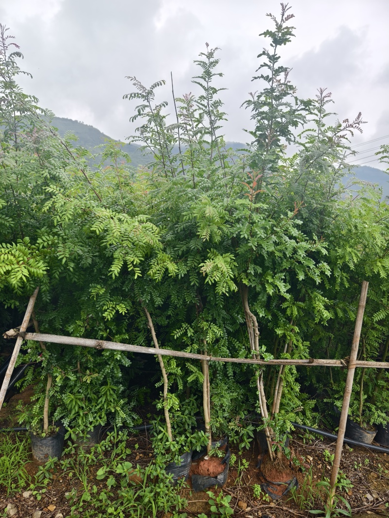 清香木