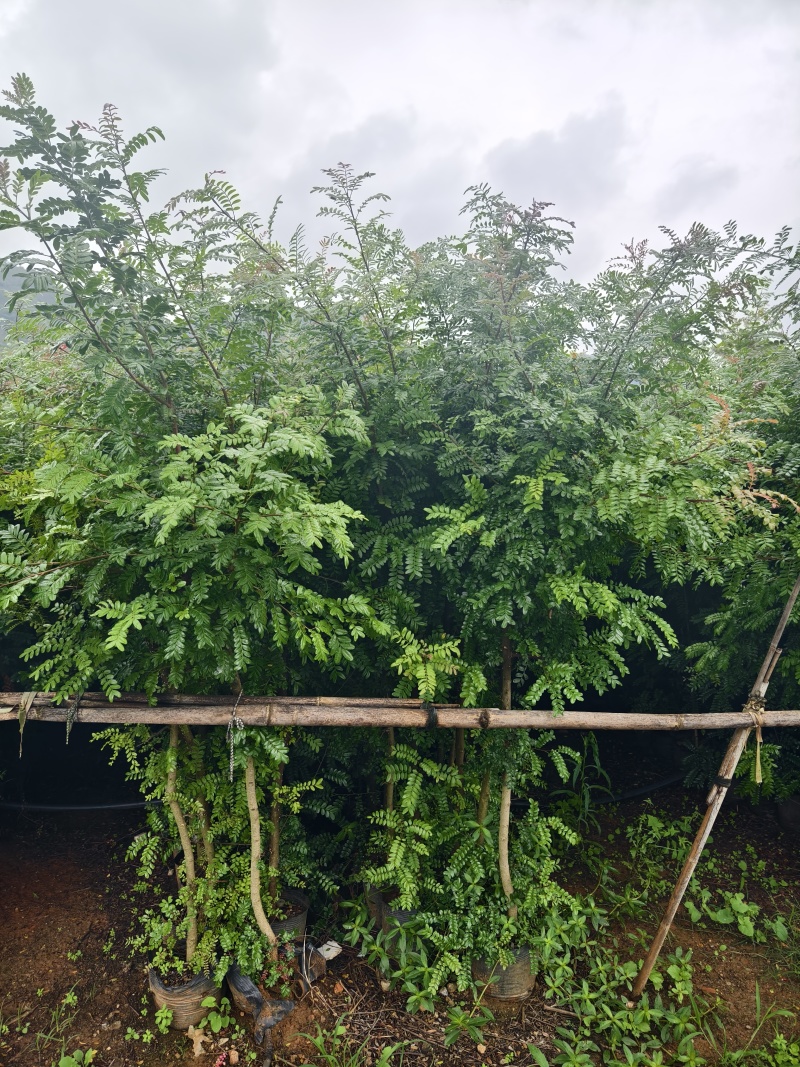 清香木