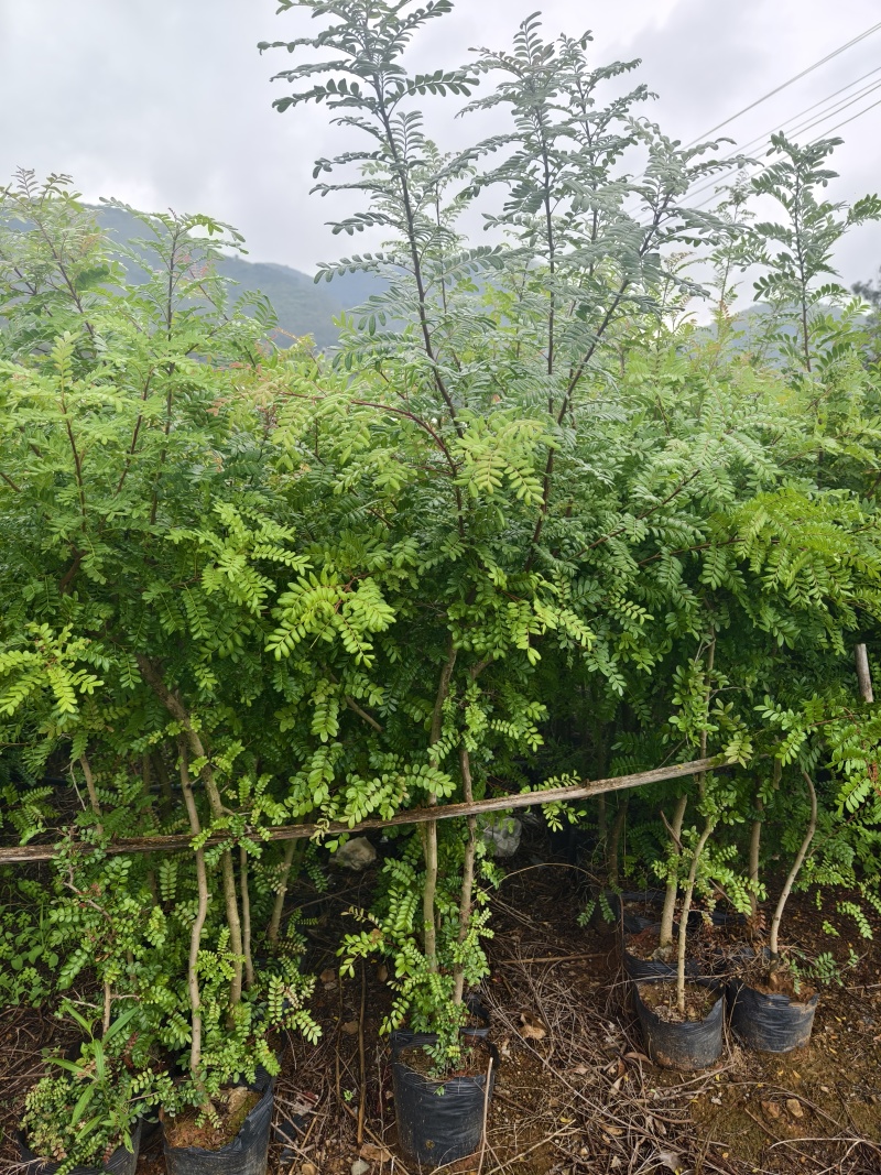 清香木