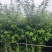 清香木