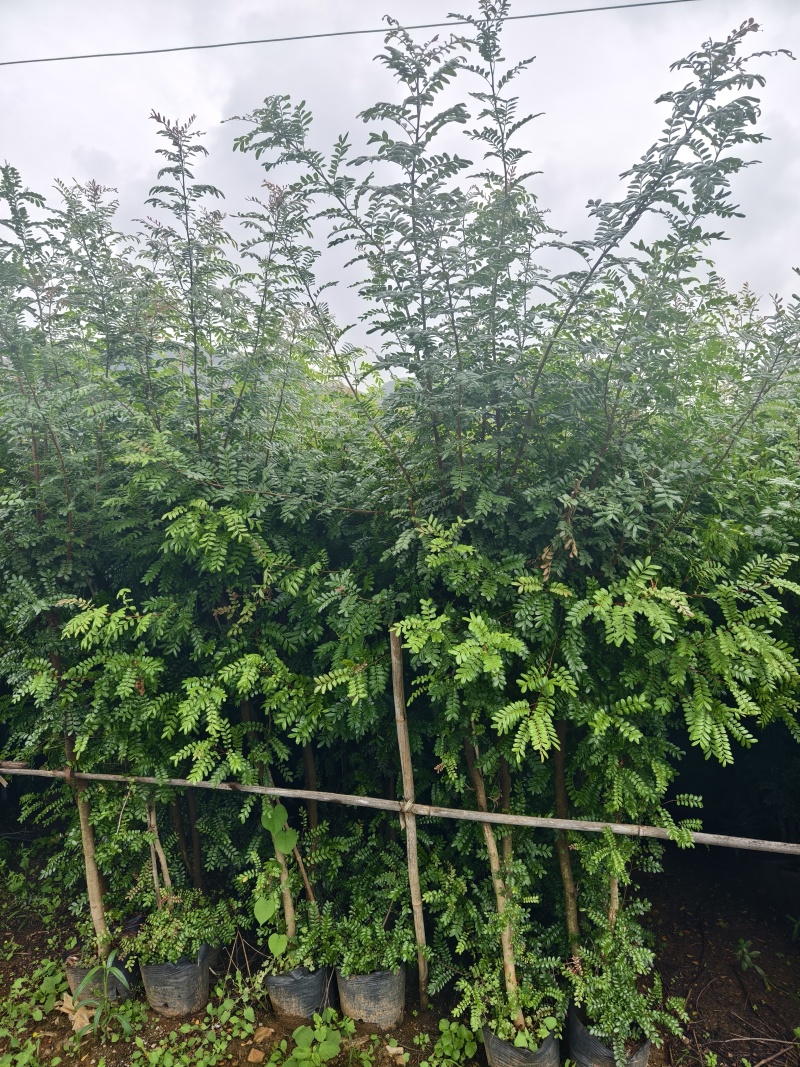 清香木