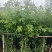 清香木