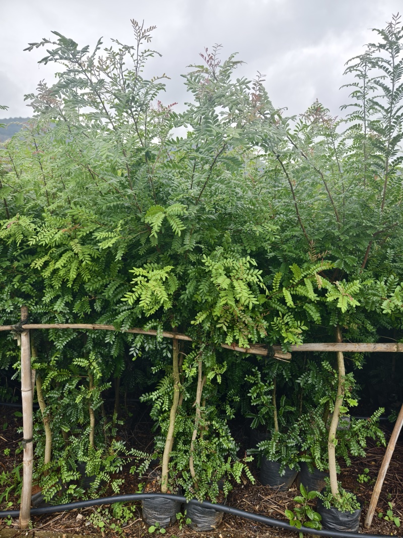 清香木