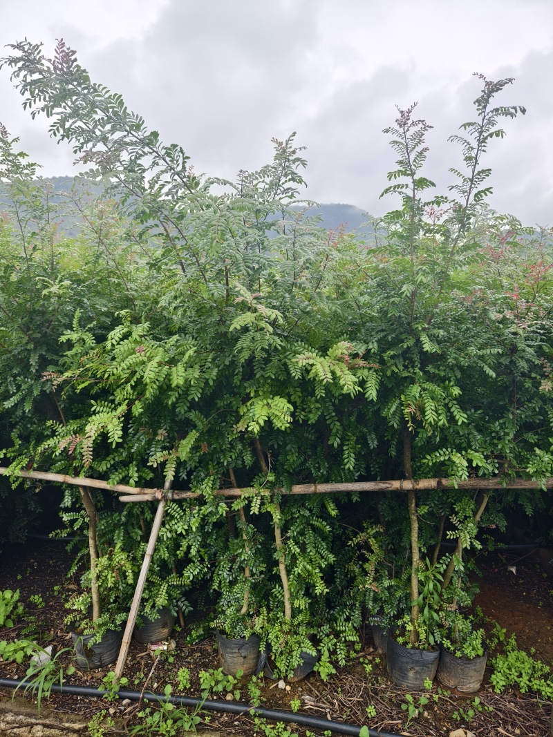 清香木
