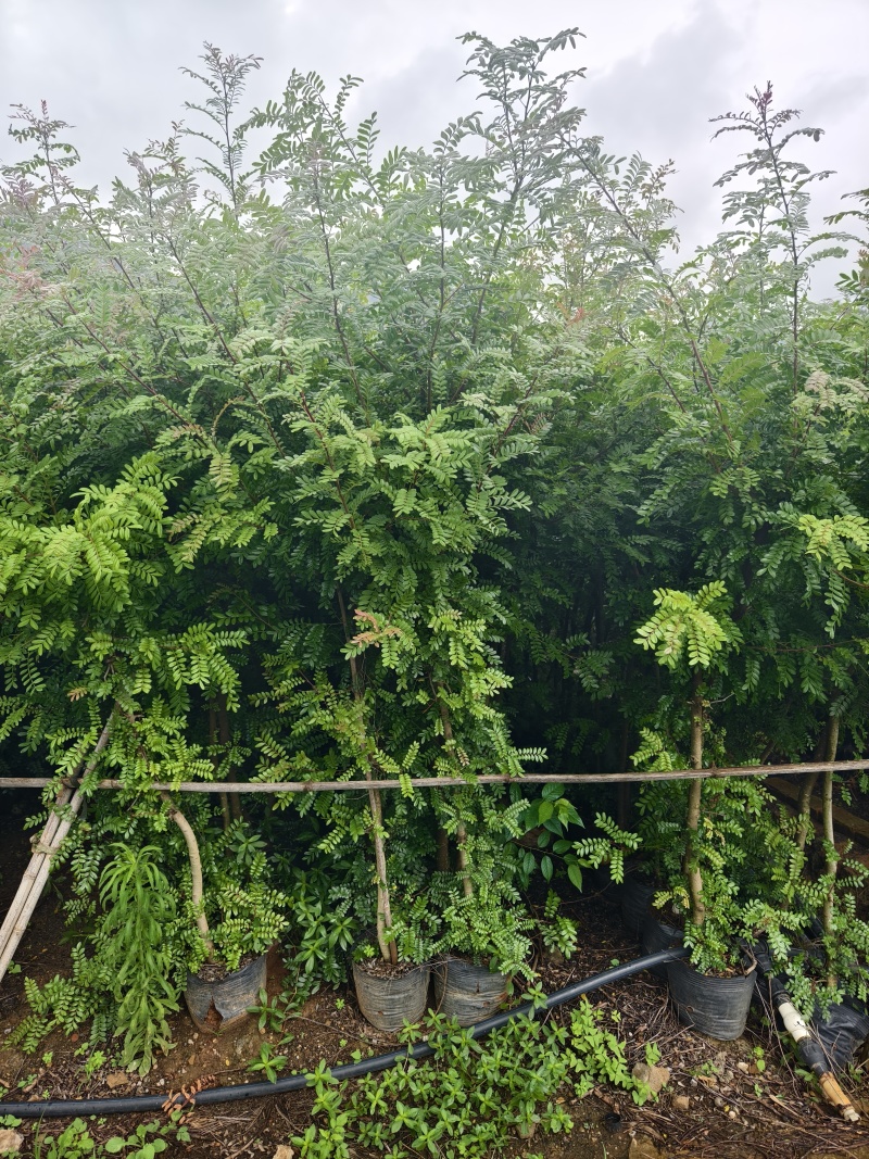 清香木