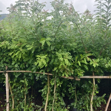 清香木