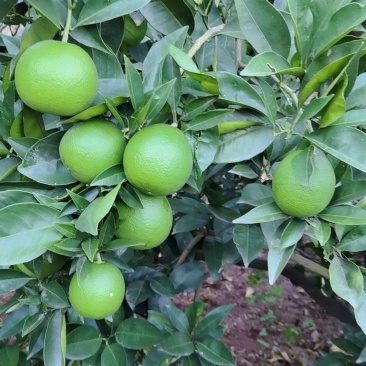 云阳橙子
