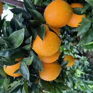 赣南脐橙