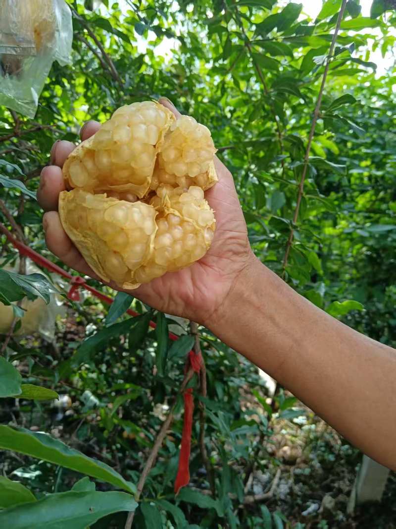 年末优惠处理！怀远白玉玉籽石榴硬籽石榴新鲜当季水果现货