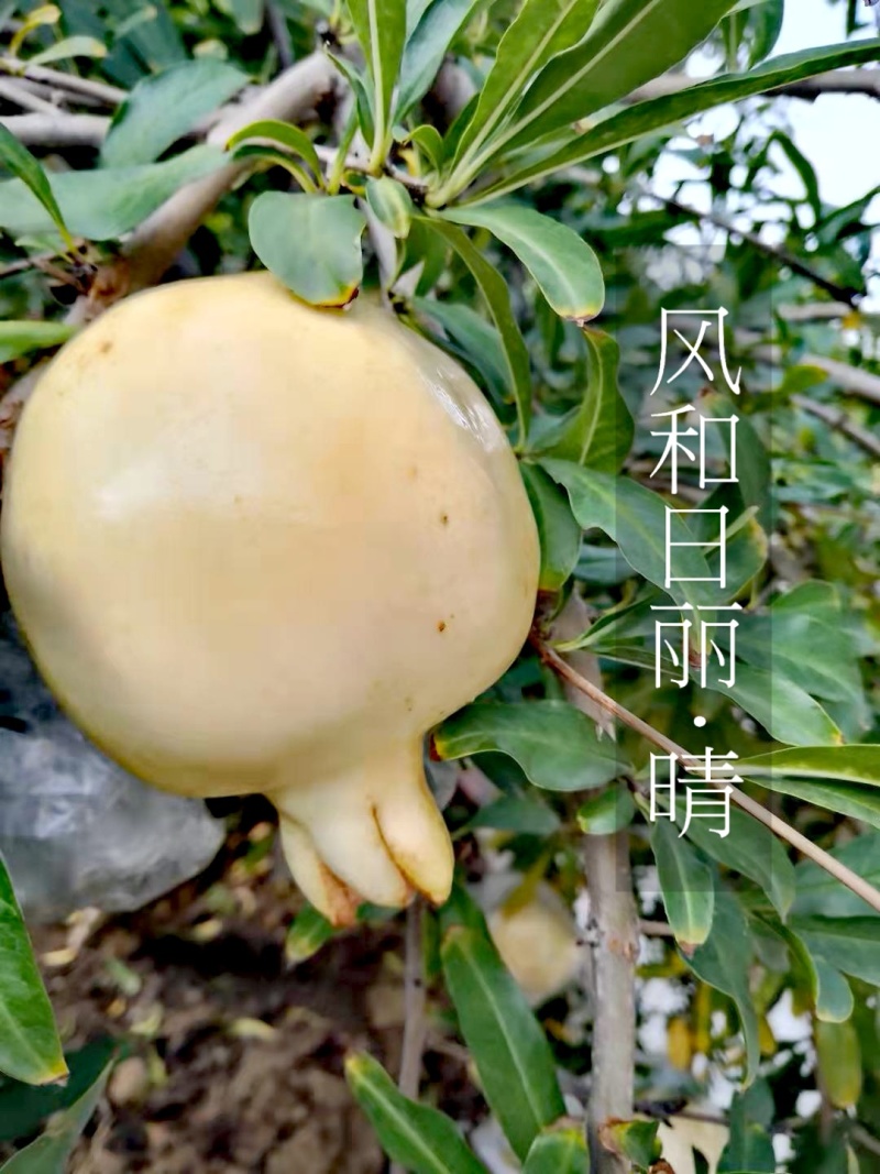 年末优惠处理！怀远白玉玉籽石榴硬籽石榴新鲜当季水果现货