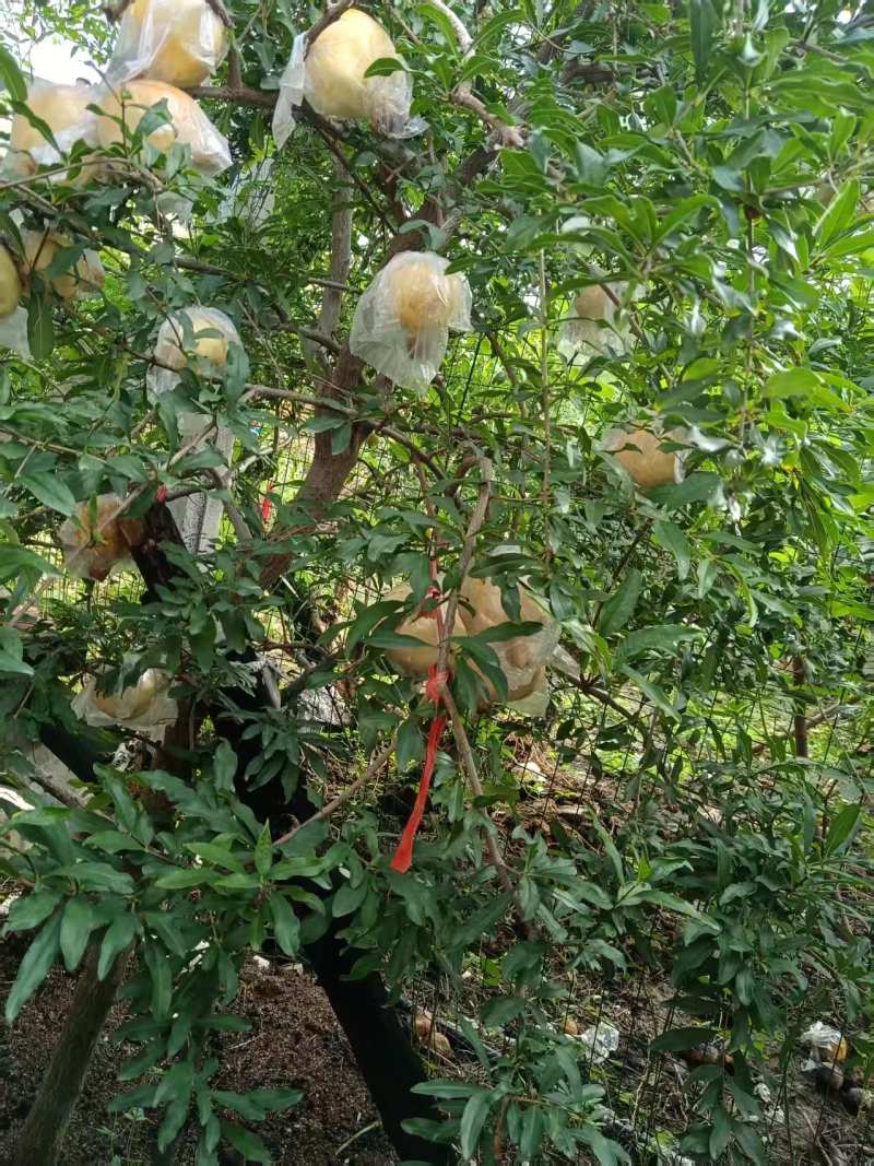 年末优惠处理！怀远白玉玉籽石榴硬籽石榴新鲜当季水果现货
