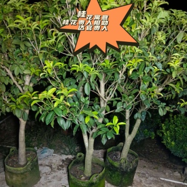 桂花