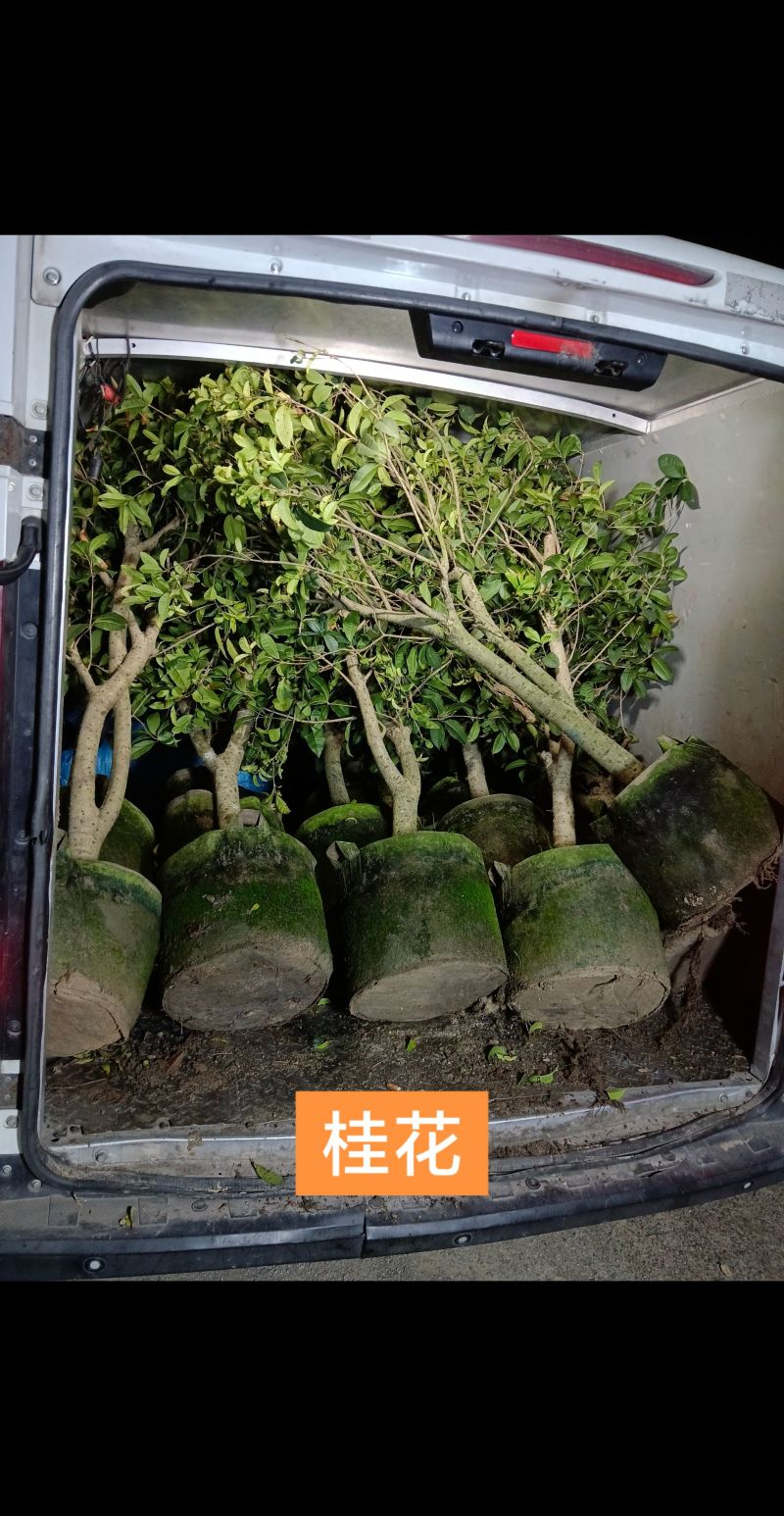 桂花