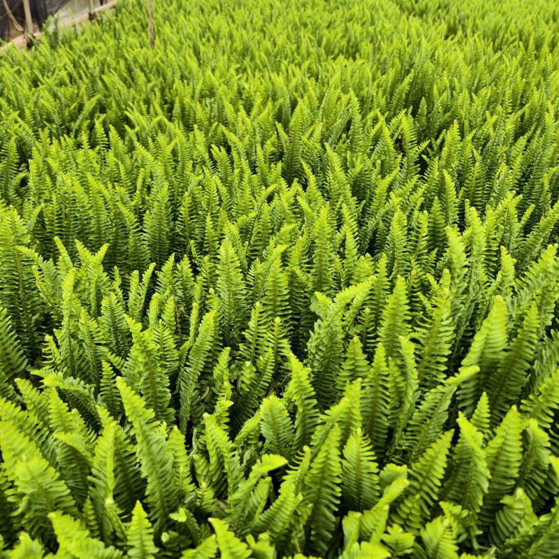 肾菊