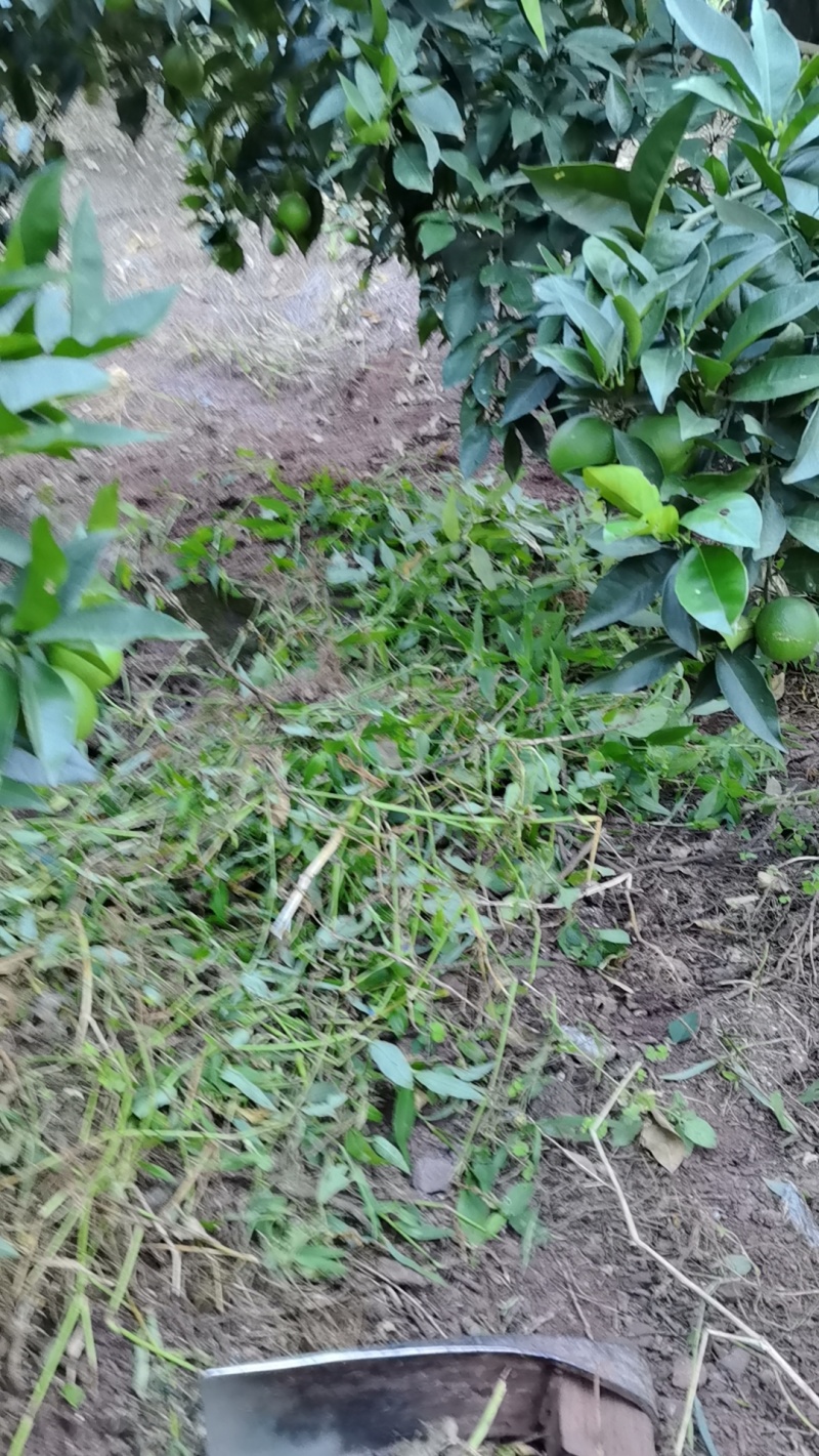 重庆云阳脐橙