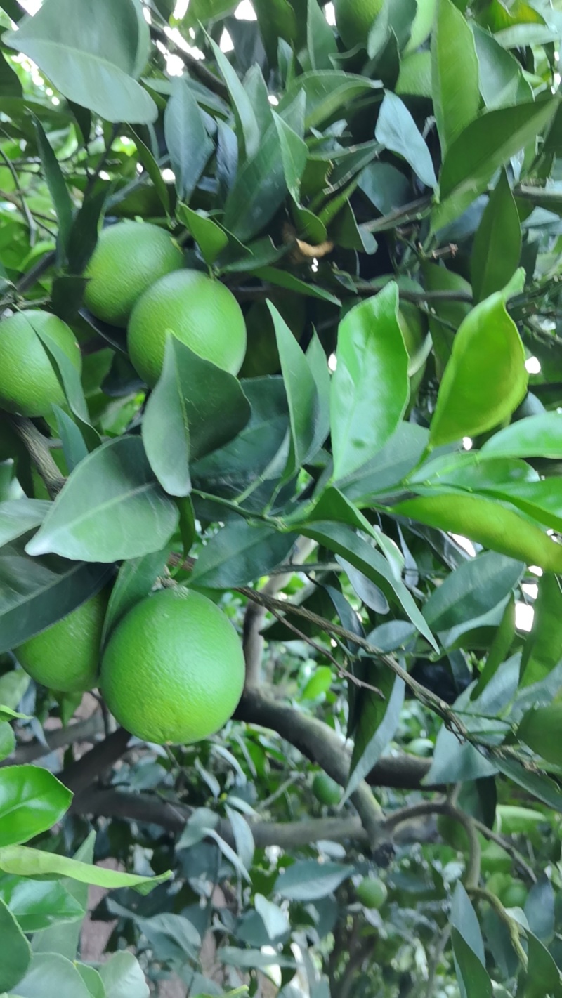 重庆云阳脐橙