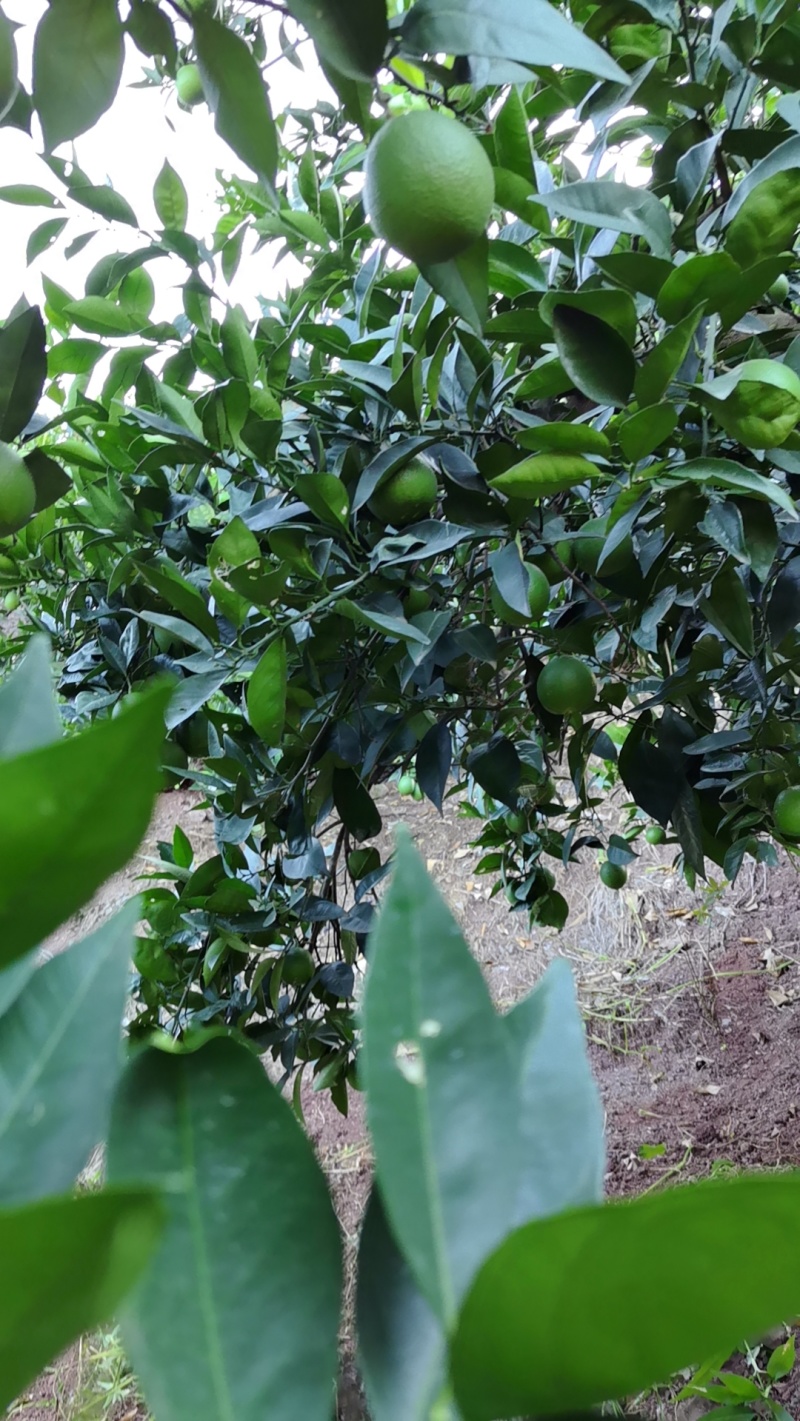 重庆云阳脐橙