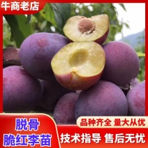 (李子苗)脆红李子树苗，一至二年苗。一手货源，基地直发
