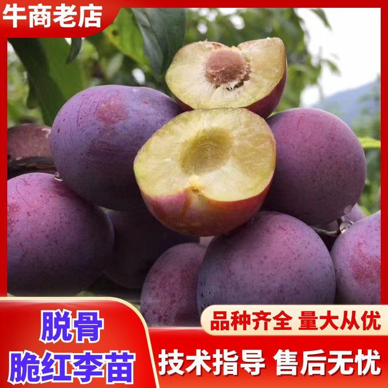 (李子苗)脆红李子树苗，一至二年苗。一手货源，基地直发