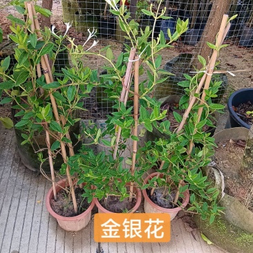 金银花/金银花盆栽绿植