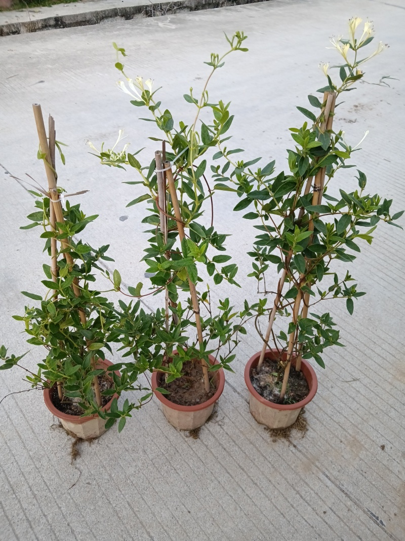 金银花/金银花盆栽绿植