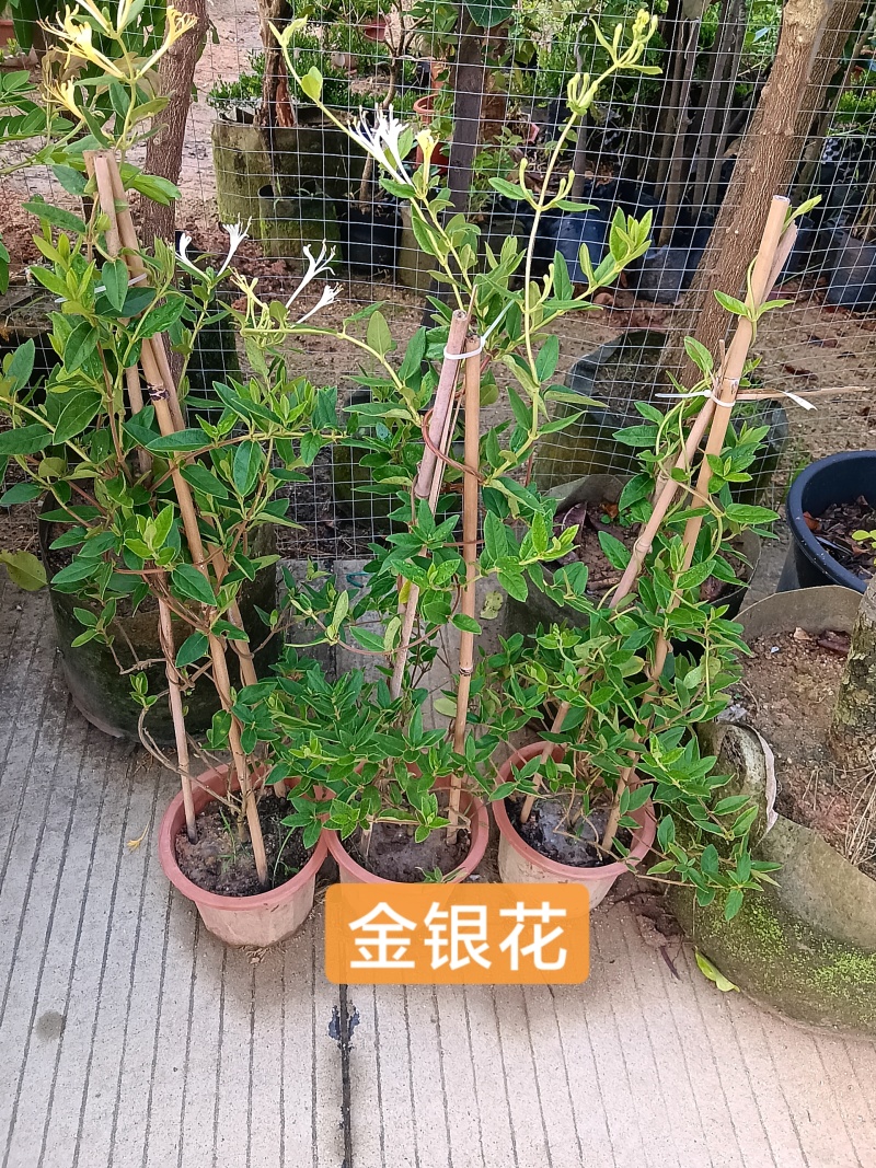 金银花/金银花盆栽绿植