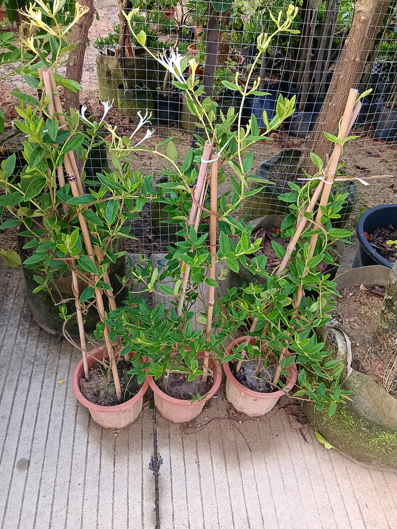 金银花/金银花盆栽绿植