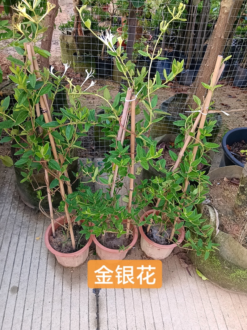 金银花/金银花盆栽绿植