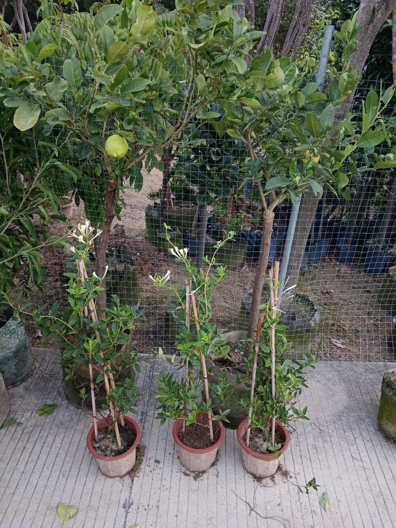 金银花/金银花盆栽绿植