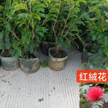 合欢树红绒球花