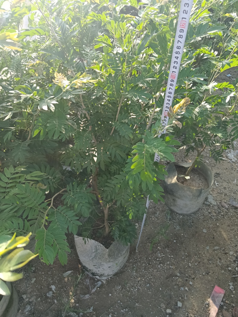 合欢树红绒球花